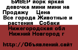 БИВЕР йорк яркая девочка мини мини на Продажу! › Цена ­ 45 000 - Все города Животные и растения » Собаки   . Нижегородская обл.,Нижний Новгород г.